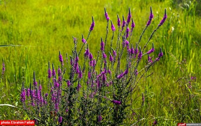 آخرین برداشت های شالی در دودانکه ی ساری