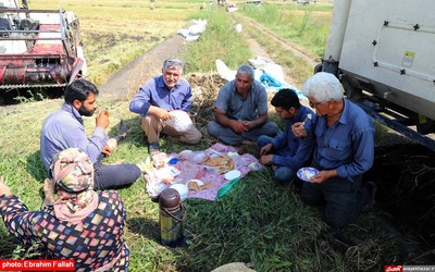 آخرین برداشت های شالی در دودانکه ی ساری