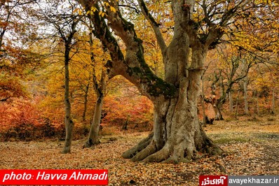 پاییز هزار رنگ در کلیج کلای دودانگه ساری