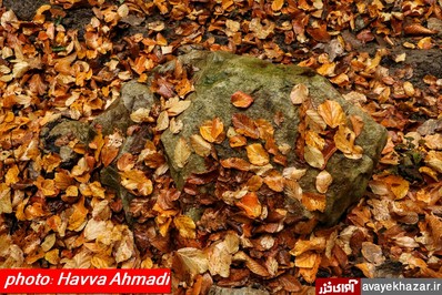 پاییز هزار رنگ در کلیج کلای دودانگه ساری