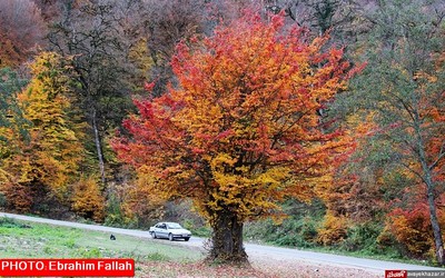 پاییز ساری از دریچه دوربین ابراهیم فلاح