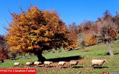 پاییز ساری از دریچه دوربین ابراهیم فلاح