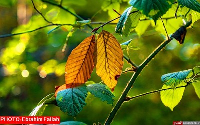 پاییز ساری از دریچه دوربین ابراهیم فلاح