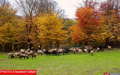 پاییز ساری از دریچه دوربین ابراهیم فلاح