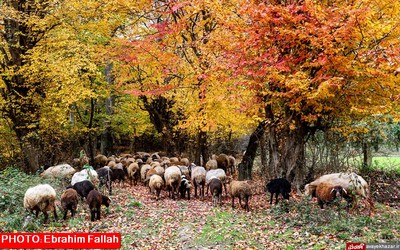 پاییز ساری از دریچه دوربین ابراهیم فلاح