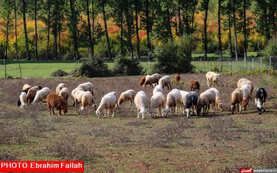 پاییز ساری از دریچه دوربین ابراهیم فلاح