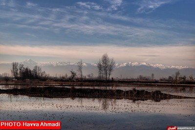 مهمانی قو‌های سفید در تالاب سرخرود