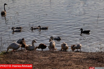 مهمانی قو‌های سفید در تالاب سرخرود