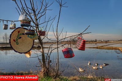 مهمانی قو‌های سفید در تالاب سرخرود