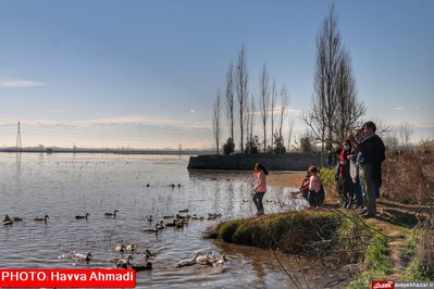 مهمانی قو‌های سفید در تالاب سرخرود