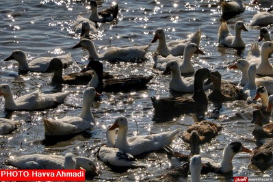 مهمانی قو‌های سفید در تالاب سرخرود