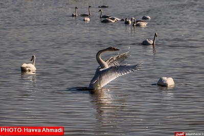 مهمانی قو‌های سفید در تالاب سرخرود