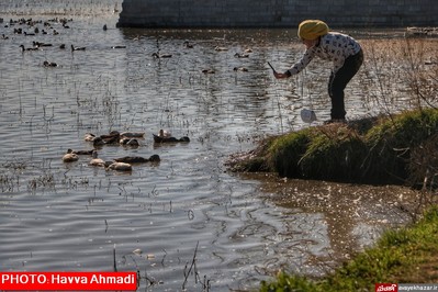 مهمانی قو‌های سفید در تالاب سرخرود