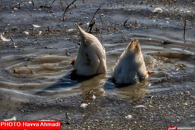 مهمانی قو‌های سفید در تالاب سرخرود