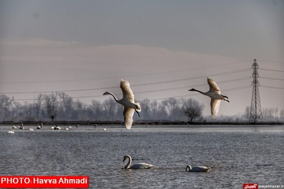 مهمانی قو‌های سفید در تالاب سرخرود