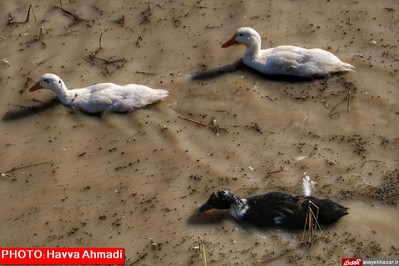 مهمانی قو‌های سفید در تالاب سرخرود