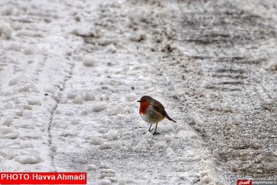 بارش نخستین برف سنگین زمستانی در سوادکوه
