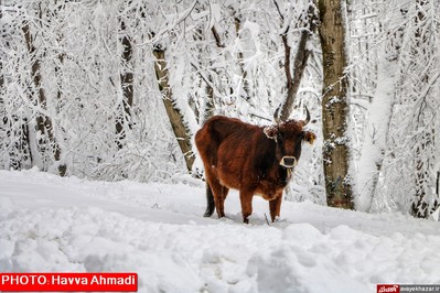 بارش نخستین برف سنگین زمستانی در سوادکوه