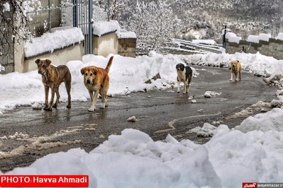 بارش نخستین برف سنگین زمستانی در سوادکوه