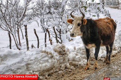 بارش نخستین برف سنگین زمستانی در سوادکوه