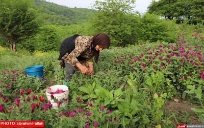 گزارش تصویری ابراهیم فلاح از برداشت گل گاوزبان در هزار جریب نکا