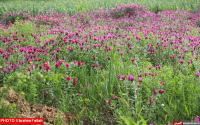 گزارش تصویری ابراهیم فلاح از برداشت گل گاوزبان در هزار جریب نکا