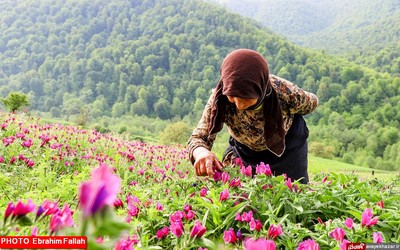 گزارش تصویری ابراهیم فلاح از برداشت گل گاوزبان در هزار جریب نکا