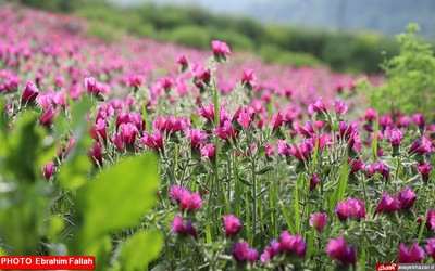 گزارش تصویری ابراهیم فلاح از برداشت گل گاوزبان در هزار جریب نکا