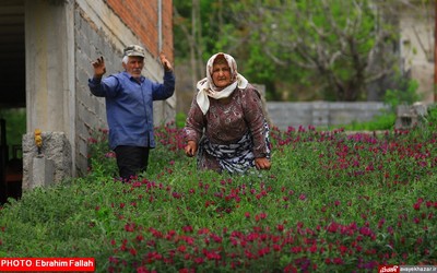 گزارش تصویری ابراهیم فلاح از برداشت گل گاوزبان در هزار جریب نکا