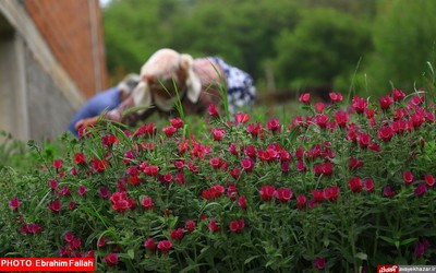 گزارش تصویری ابراهیم فلاح از برداشت گل گاوزبان در هزار جریب نکا