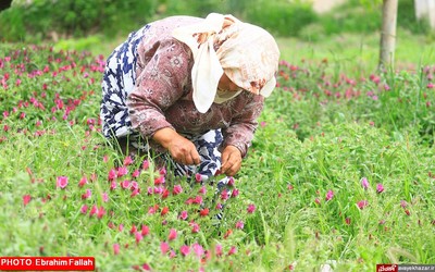 گزارش تصویری ابراهیم فلاح از برداشت گل گاوزبان در هزار جریب نکا