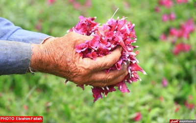 گزارش تصویری ابراهیم فلاح از برداشت گل گاوزبان در هزار جریب نکا