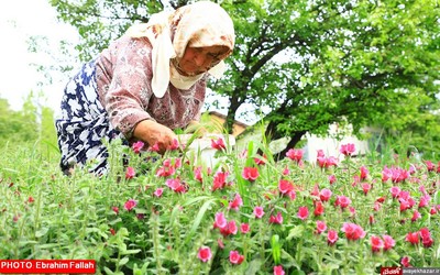 گزارش تصویری ابراهیم فلاح از برداشت گل گاوزبان در هزار جریب نکا