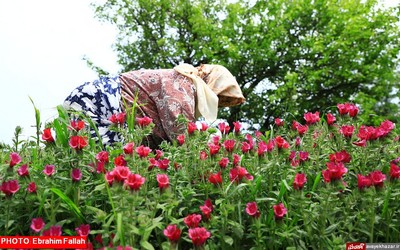 گزارش تصویری ابراهیم فلاح از برداشت گل گاوزبان در هزار جریب نکا