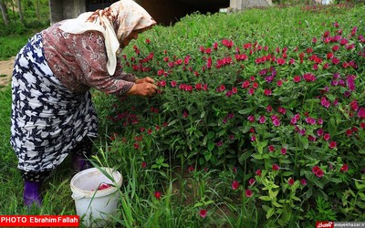 گزارش تصویری ابراهیم فلاح از برداشت گل گاوزبان در هزار جریب نکا