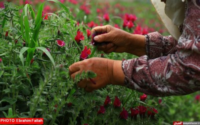 گزارش تصویری ابراهیم فلاح از برداشت گل گاوزبان در هزار جریب نکا