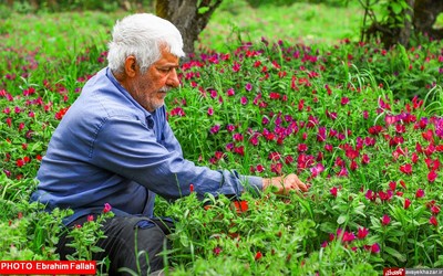 گزارش تصویری ابراهیم فلاح از برداشت گل گاوزبان در هزار جریب نکا