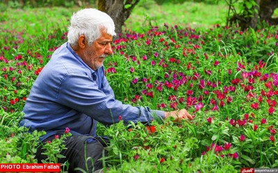 گزارش تصویری ابراهیم فلاح از برداشت گل گاوزبان در هزار جریب نکا