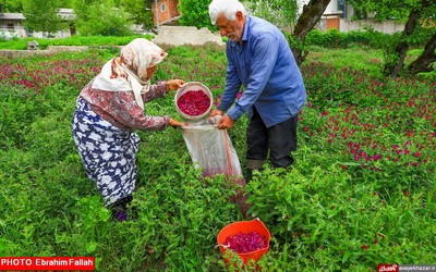 گزارش تصویری ابراهیم فلاح از برداشت گل گاوزبان در هزار جریب نکا