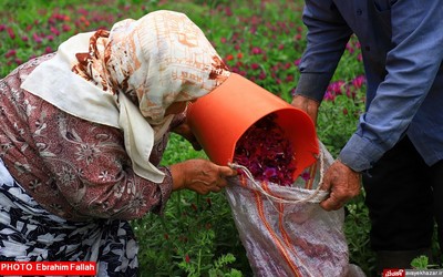 گزارش تصویری ابراهیم فلاح از برداشت گل گاوزبان در هزار جریب نکا