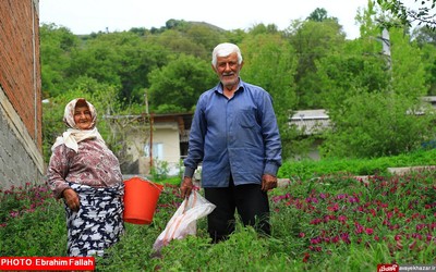 گزارش تصویری ابراهیم فلاح از برداشت گل گاوزبان در هزار جریب نکا