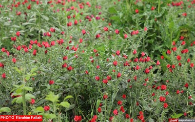 گزارش تصویری ابراهیم فلاح از برداشت گل گاوزبان در هزار جریب نکا