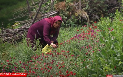 گزارش تصویری ابراهیم فلاح از برداشت گل گاوزبان در هزار جریب نکا