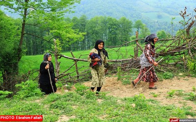 گزارش تصویری ابراهیم فلاح از برداشت گل گاوزبان در هزار جریب نکا