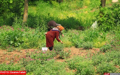 گزارش تصویری ابراهیم فلاح از برداشت گل گاوزبان در هزار جریب نکا