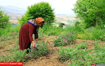 گزارش تصویری ابراهیم فلاح از برداشت گل گاوزبان در هزار جریب نکا