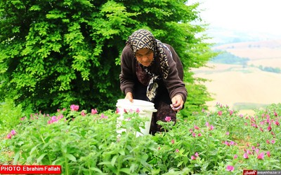 گزارش تصویری ابراهیم فلاح از برداشت گل گاوزبان در هزار جریب نکا