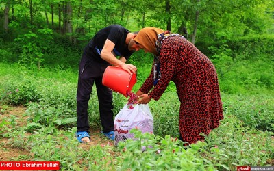 گزارش تصویری ابراهیم فلاح از برداشت گل گاوزبان در هزار جریب نکا