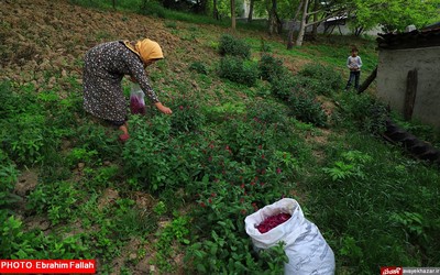 گزارش تصویری ابراهیم فلاح از برداشت گل گاوزبان در هزار جریب نکا