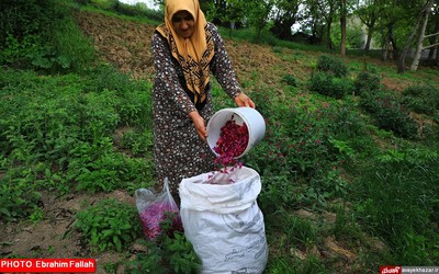 گزارش تصویری ابراهیم فلاح از برداشت گل گاوزبان در هزار جریب نکا